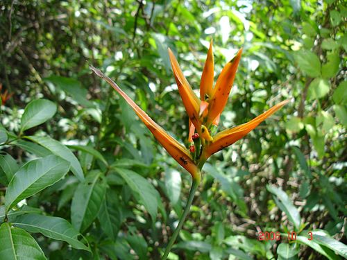 Heliconia hirsuta